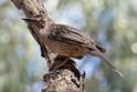 Antochaera carunculata (Red Wattlebird).jpg